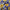 Blue Lotus