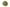 Skullcap